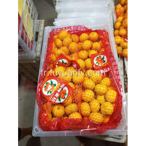 Mandarines bébé de Nanfeng